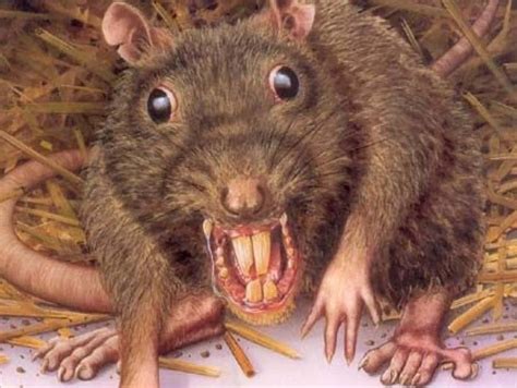 ugly rats pics|1,349 Ugly Rat Images, Stock Photos, 3D objects,